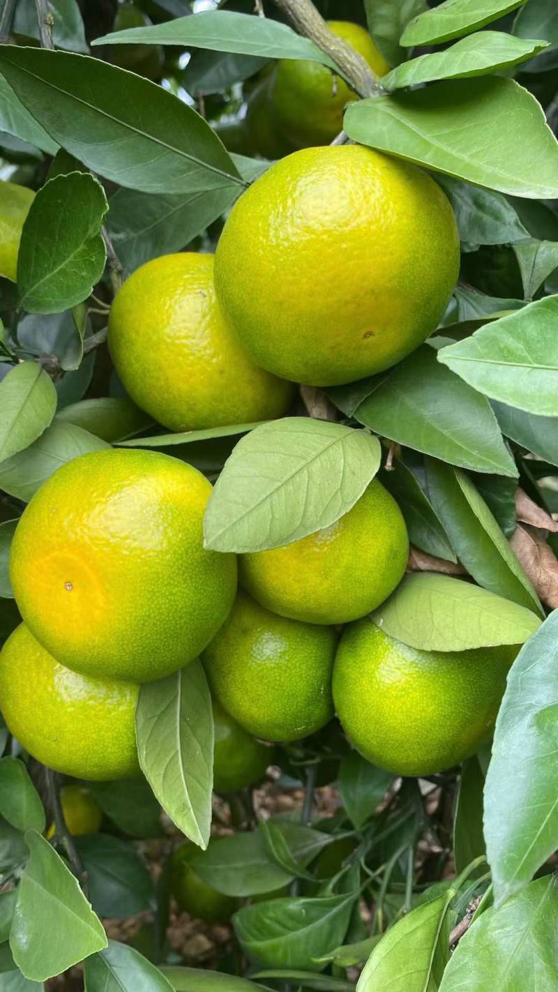 蜜橘app下载免费_(蜜橘app下载免费安装)